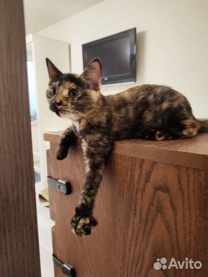 Котенок в добрые руки