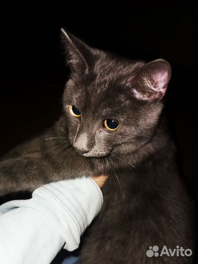 Молодой кот