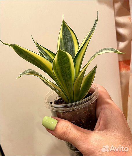 Сансевиерия сортовая