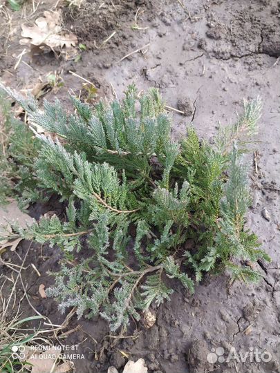 Можжевельник