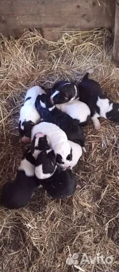 Щенки сао алабай