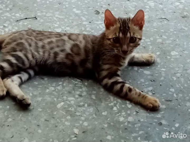 Бенгальские котята