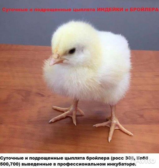 Цыплята бройлера