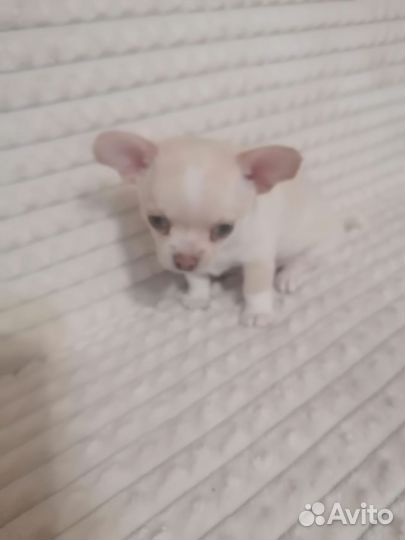 Маленькая собака чихуахуа