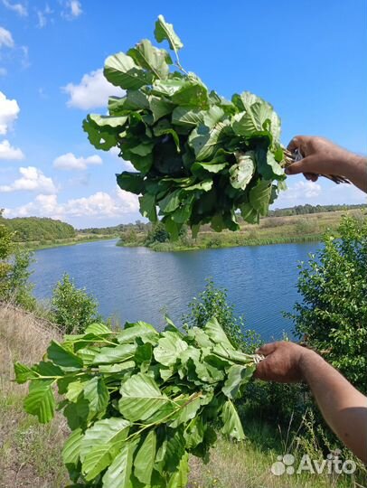 Веники для бани Ольха