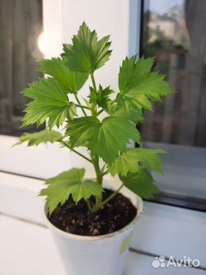 Королевская пеларгония Жасмин