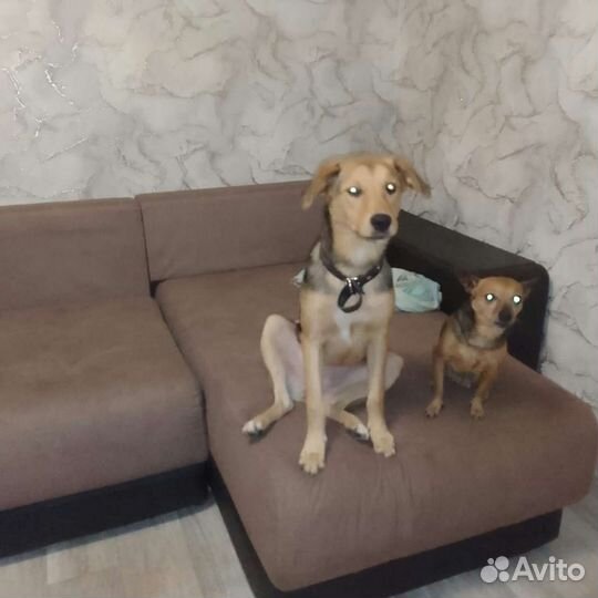 Девочка 5 мес стерилизацию гарантируем