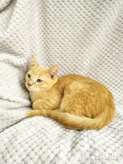 Рыжее солнышко в дар