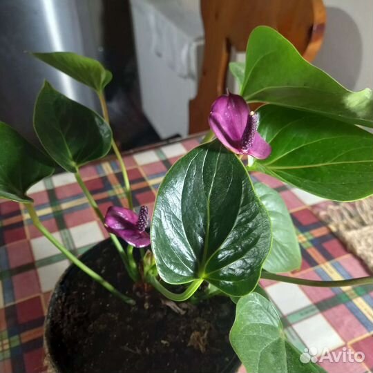Антуриум фиолетовый