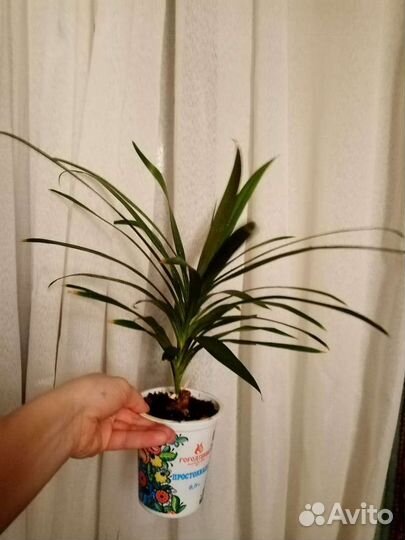 Комнатные растения Драцена