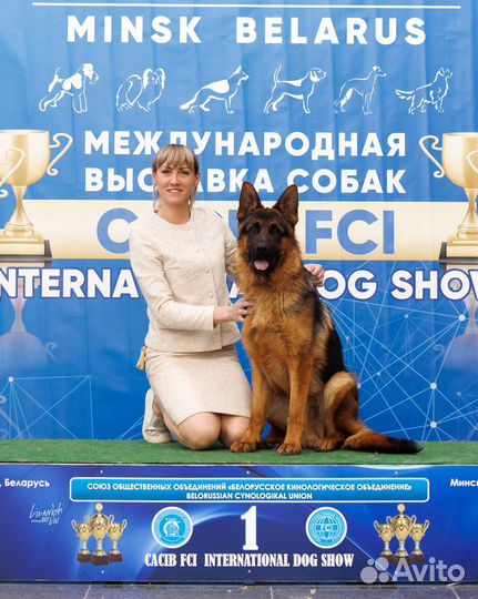 Вязка немецкой овчарки кобеля