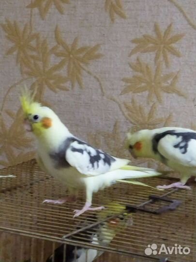 Птенцы кореллы