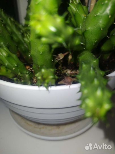 Гуэрния, стапелия