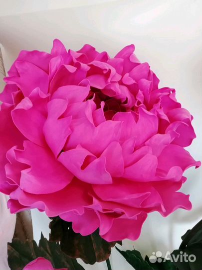 Интерьерные цветы