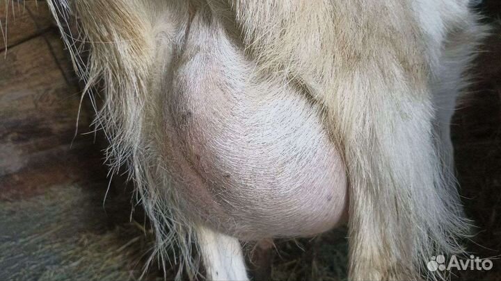 Высокоудойные козы