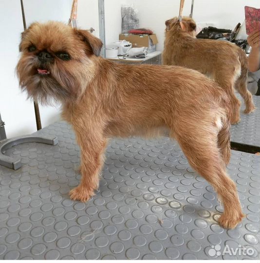 Груминг, стрижка, экспресс линька собак