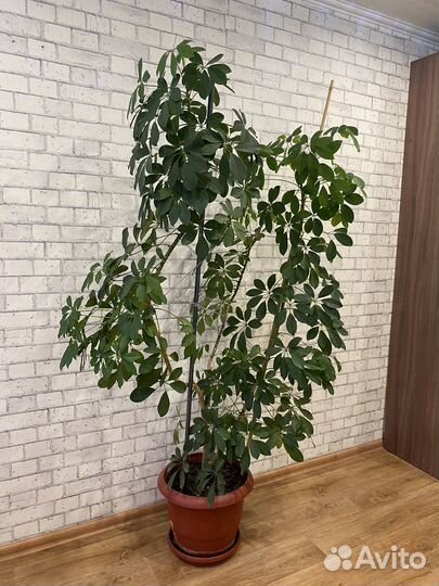 Комнатные цветы шефлера