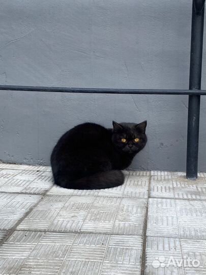 Шотланская кошка