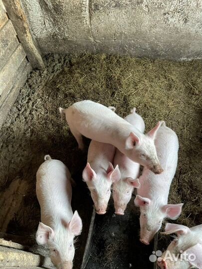 Поросята ландрас