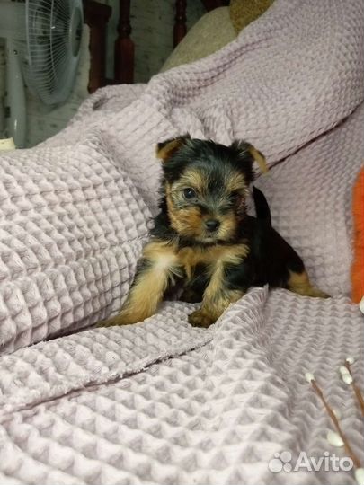 Йоркширский терьер