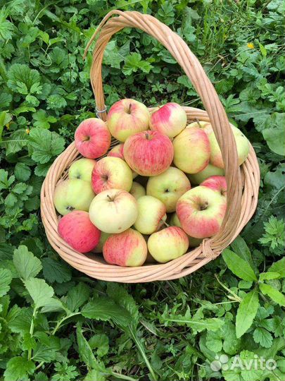 Яблоки домашние