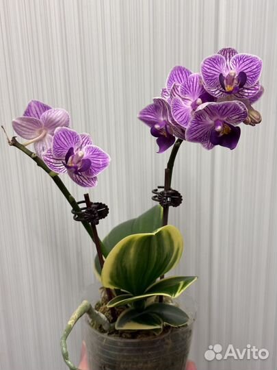 Орхидея фаленопсис Сого Вивьен