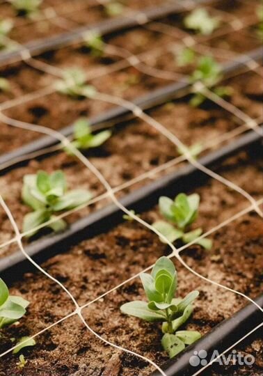 Сеянцы эустомы оптом