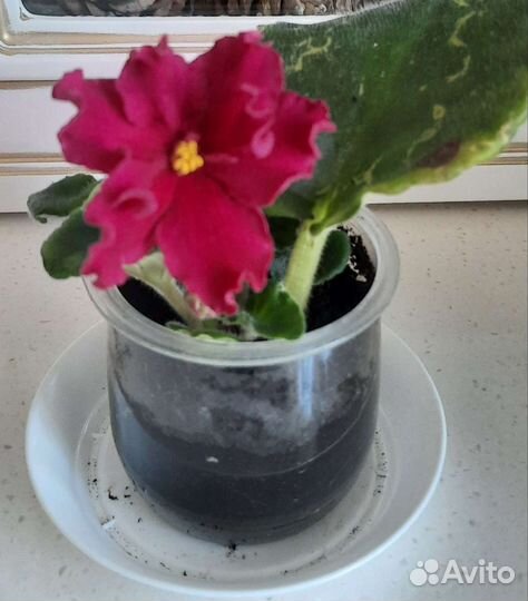 Сортовые фиалки