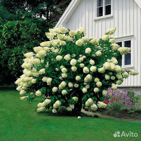 Гортензия метельчатая