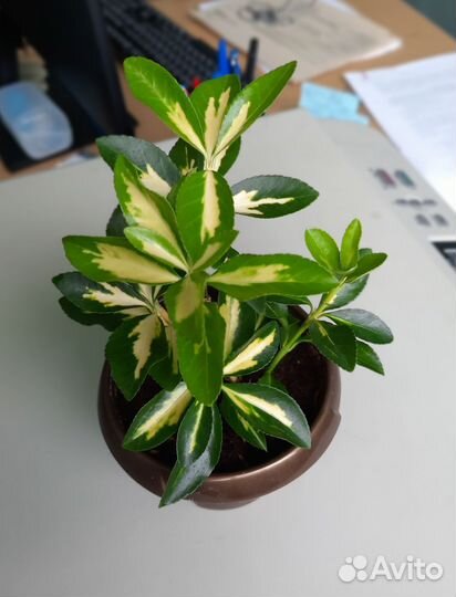 Комнатные цветы