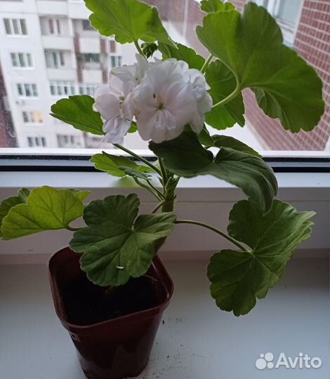 Пеларгония