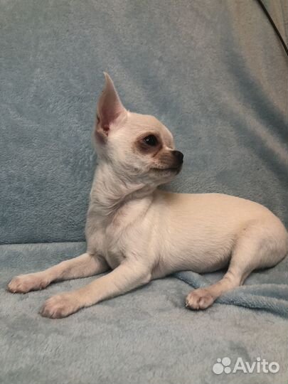 Щенки чихуахуа