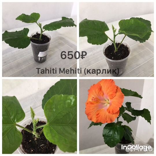 Гибискусы сортовые