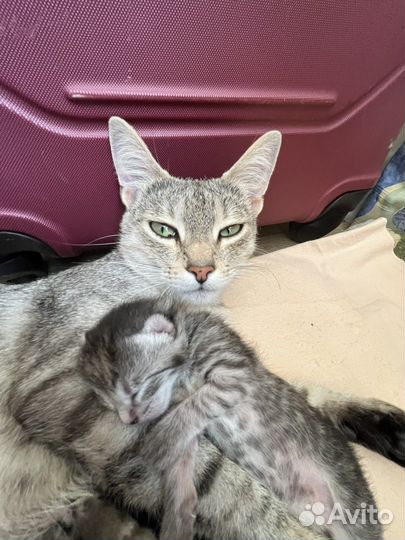 Кошка азиатская табби(тигровая)