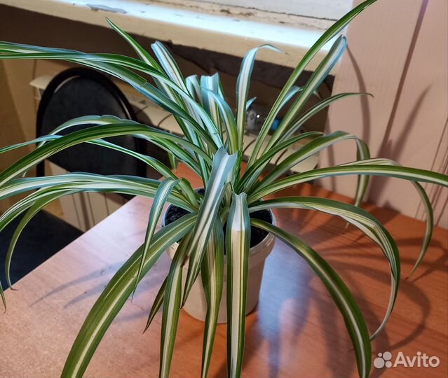 Хлорофитум