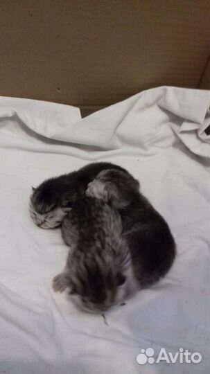 Шотландский вислоухий кот для вязки