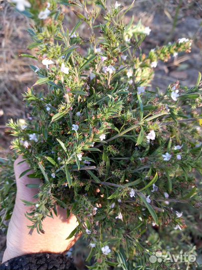 Чабер-трава пряная