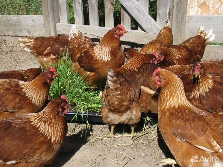 Куры несушки