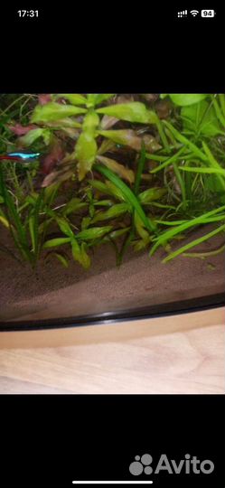 Аквариумное растение