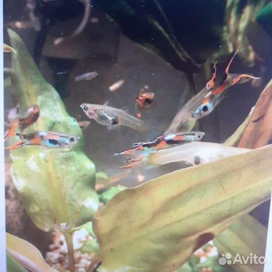 Рыбки гуппи
