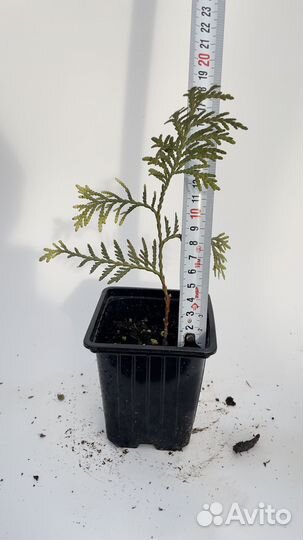 Туя глобоза аурея p9