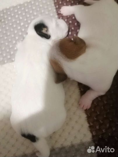 Джек Рассел терьер