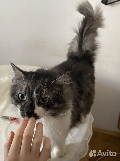 Филя ищет дом