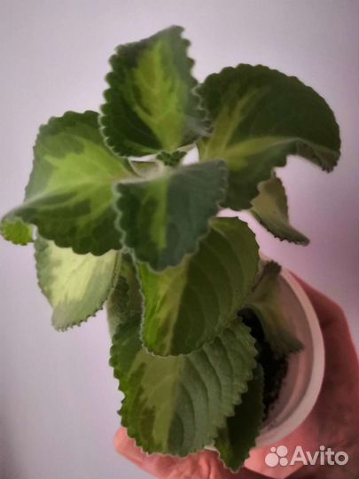 Плектрантусы