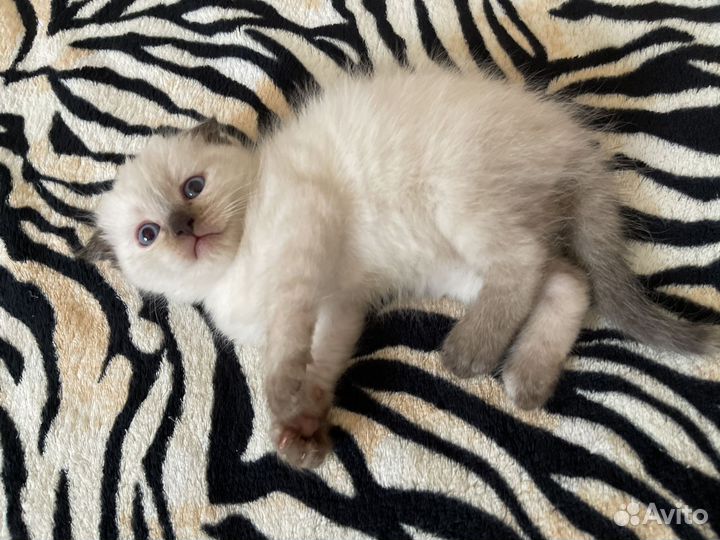 Шотландские котята