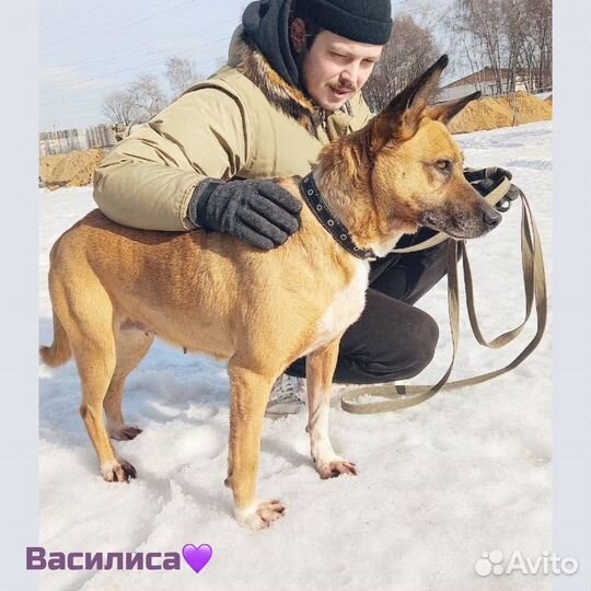 Красавица из приюта