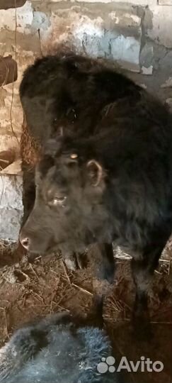 Навоз конский и коровий