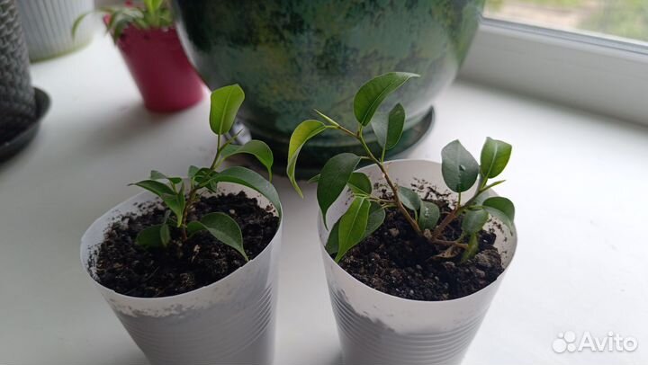 Фикус Бенджамина