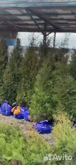 Туи в ассортименте