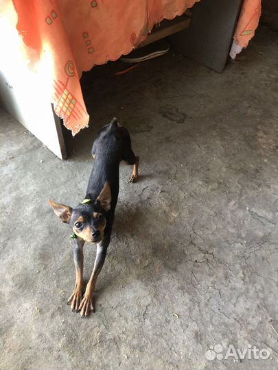 Мини - Той Терьер